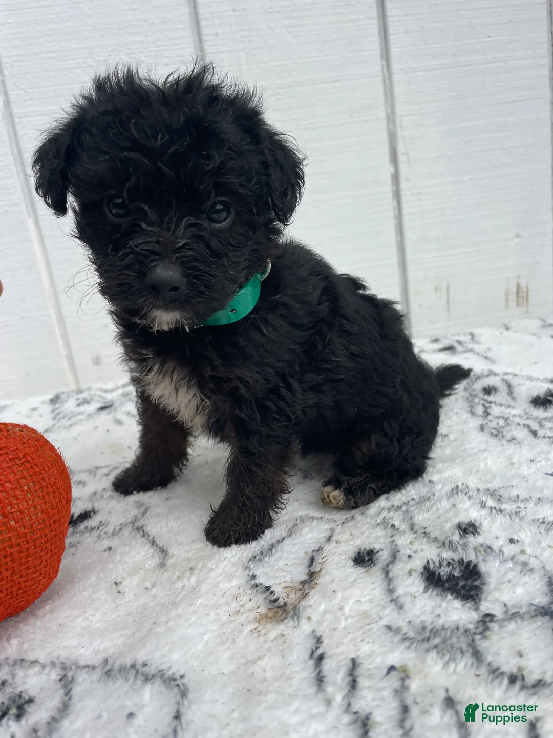 Yorkiepoo dogs for sale: Clover - Ad 2