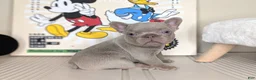 French Bulldog dogs for sale: MICKEY - Ad 5