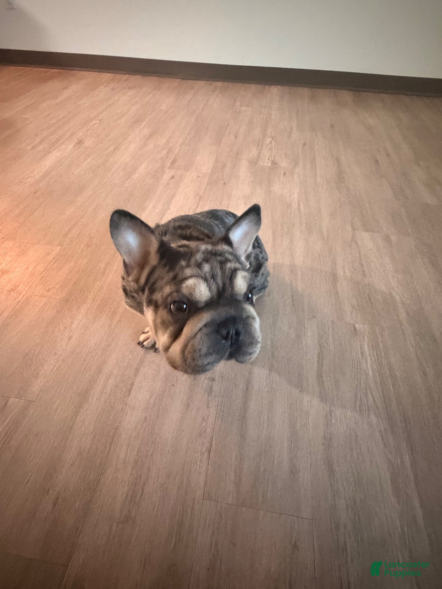 French Bulldog dogs Ruffles - Ad 34