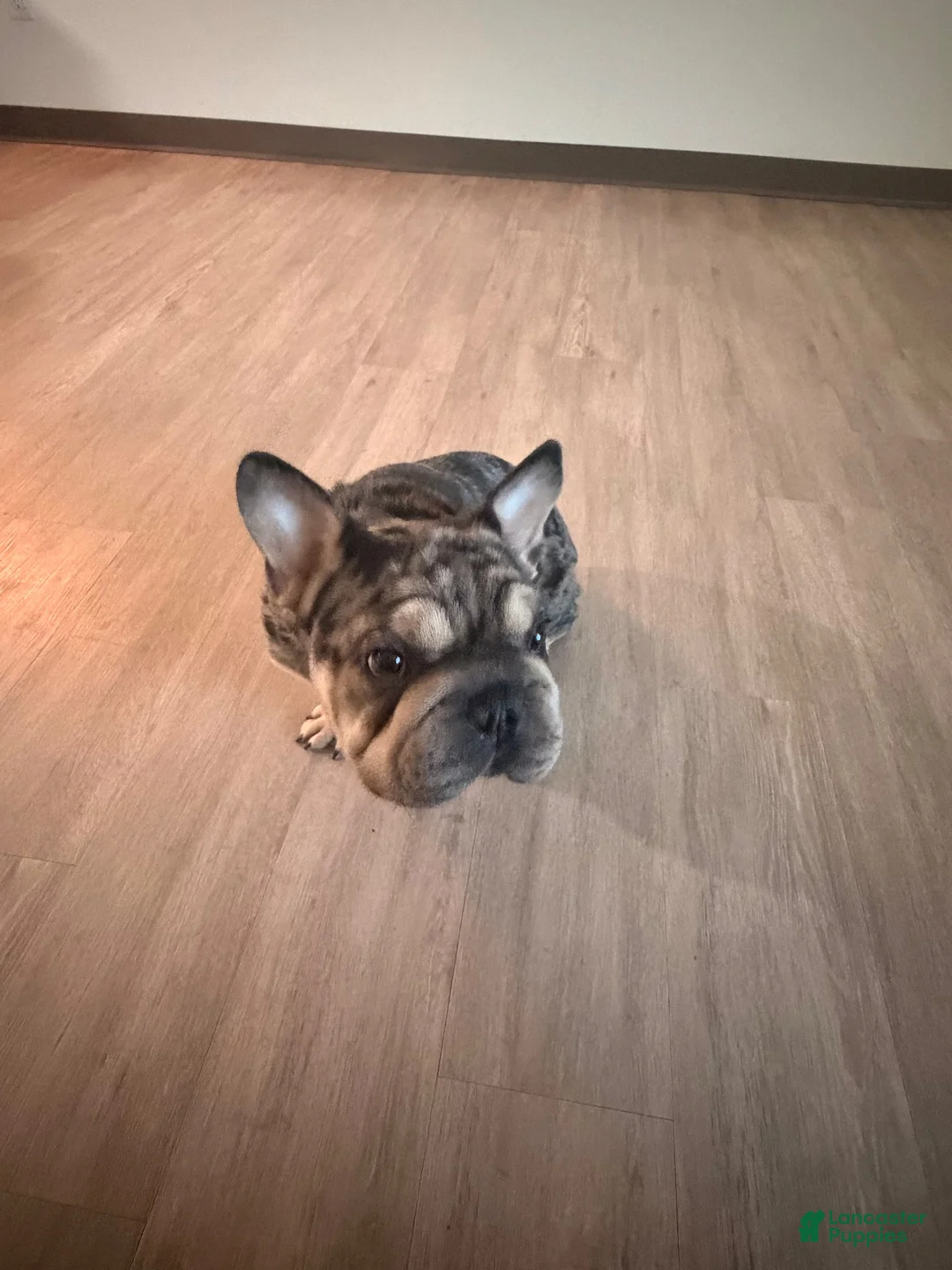 French Bulldog dogs for stud: Ruffles - Ad 1