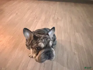 French Bulldog dogs Ruffles - Ad 1