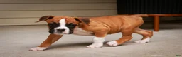 Boxer dogs for sale: Zoey - Ad 7