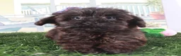 Yorkiepoo dogs for sale: Angel-Precious Little Yorkie Puppy - Ad 5