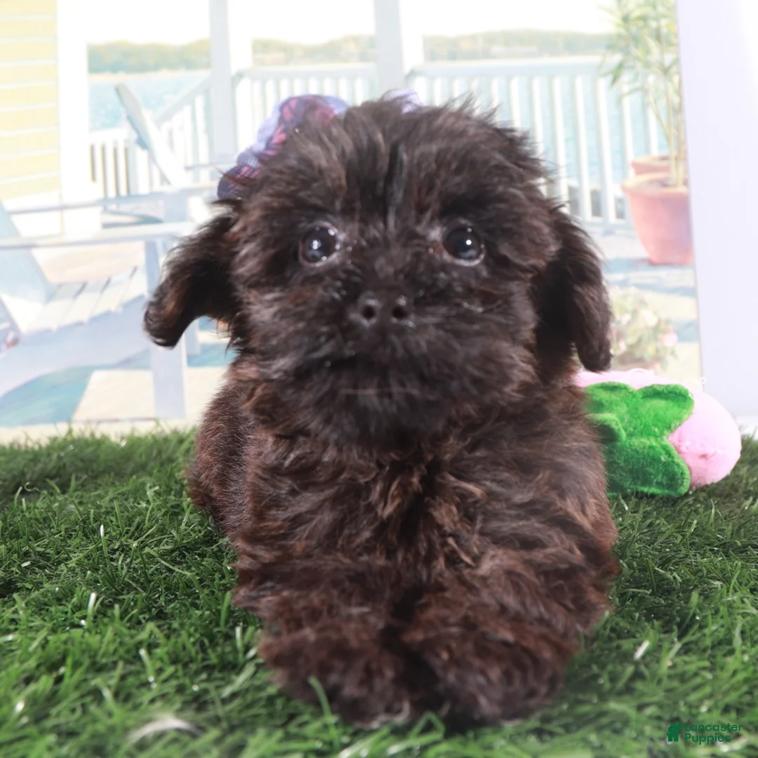 Yorkiepoo dogs for sale: Angel-Precious Little Yorkie Puppy - Ad 5