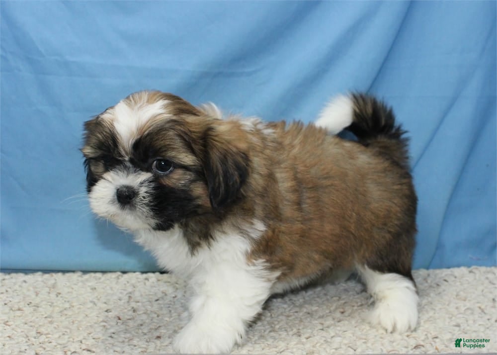 Shih Tzu dogs for sale: Jojo - Ad 18