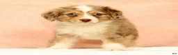 Mini Aussiedoodle dogs for sale: Lance - Ad 5