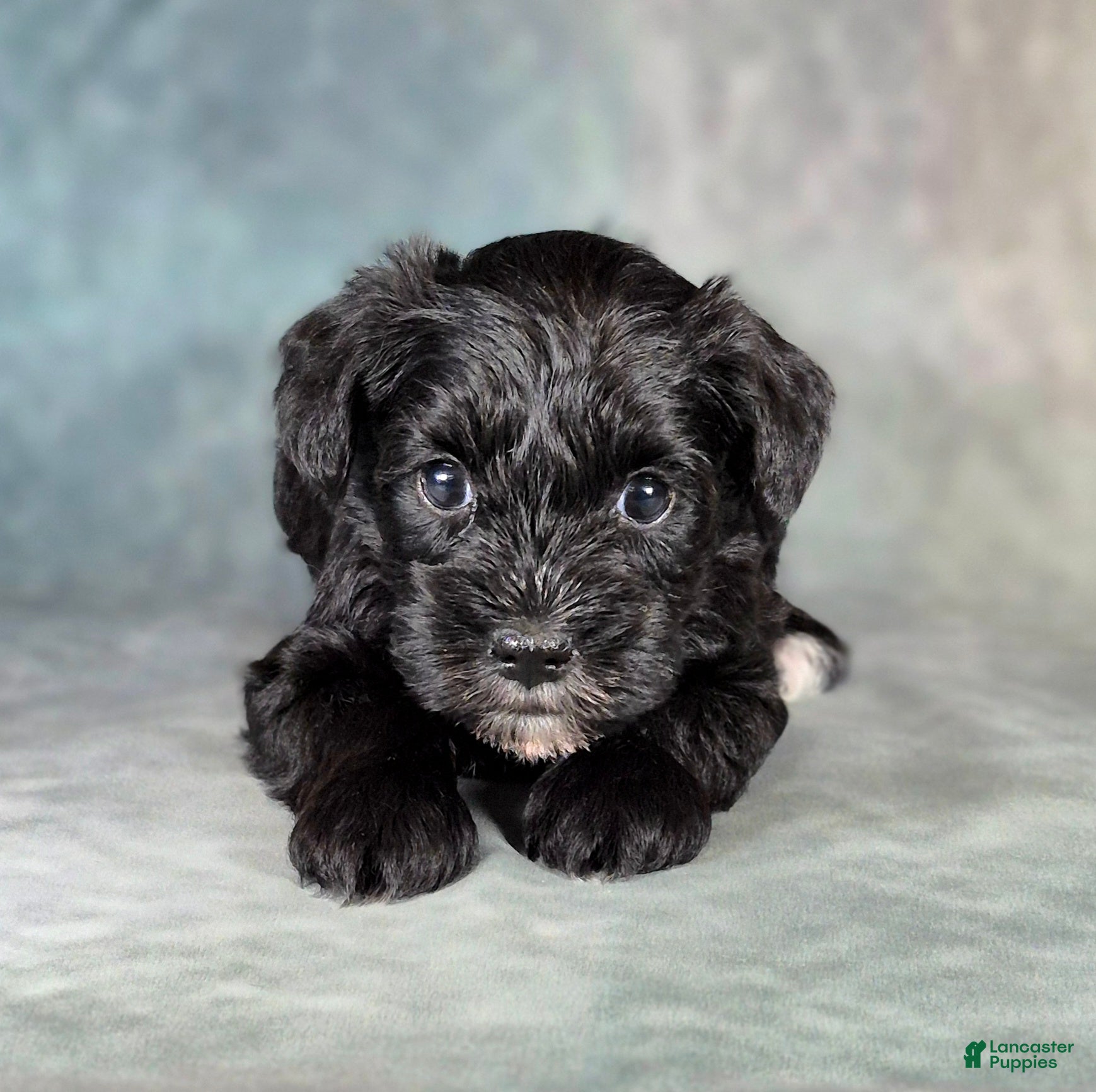 Miniature Schnauzer dogs for sale: Domino - Ad 1