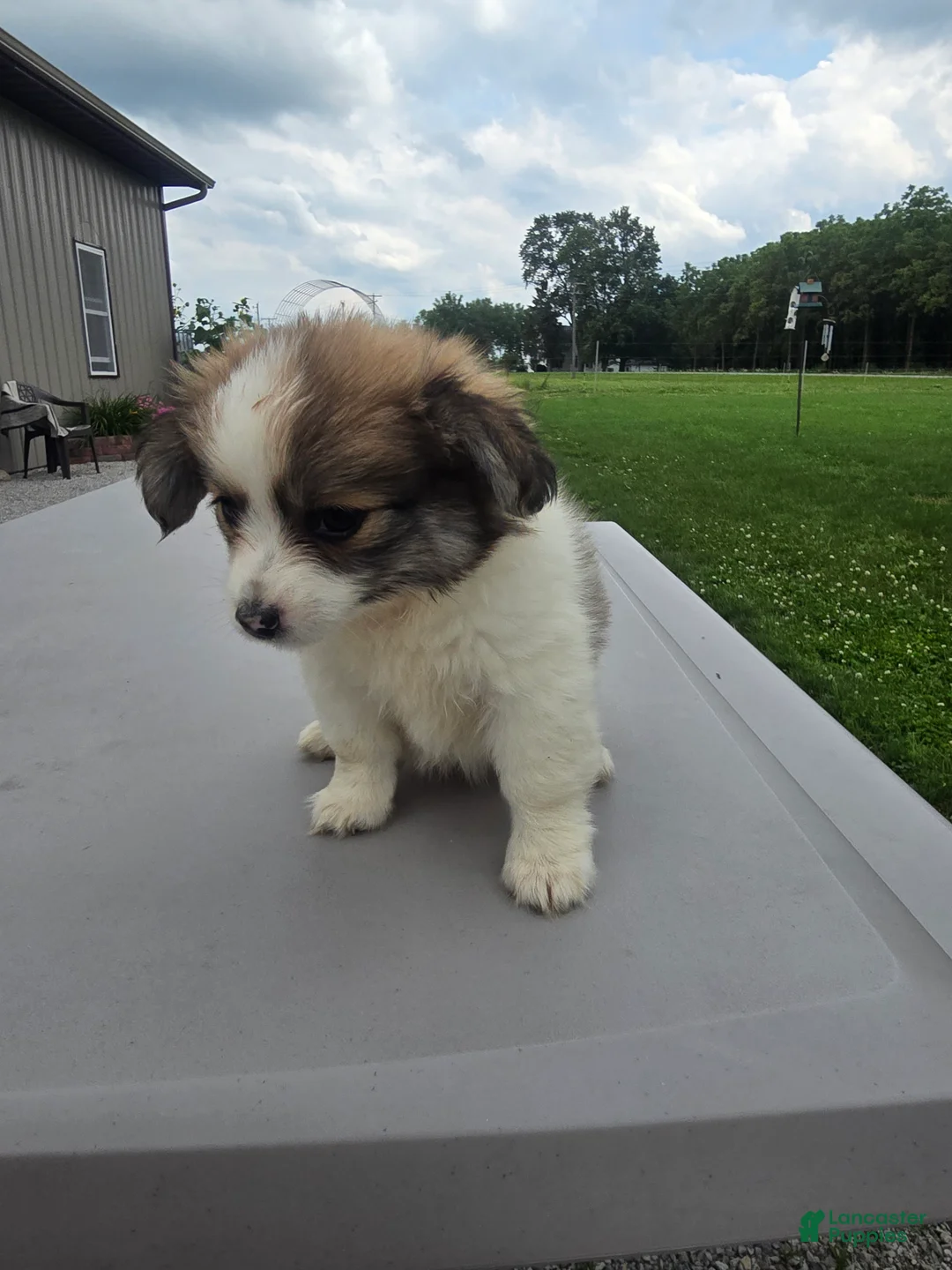Pomchi dogs for sale: Paris - Ad 2