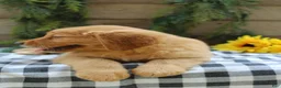 Golden Retriever dogs for sale: Trixie - Ad 12