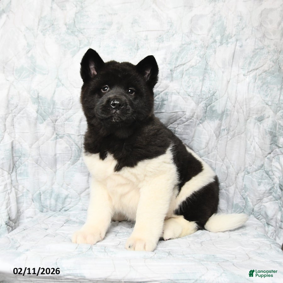 Akita dogs Twila - Ad 2