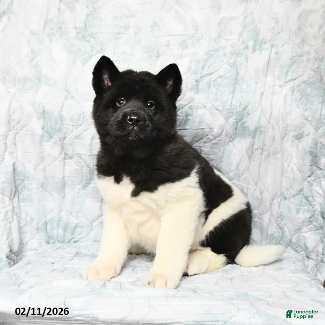 Akita dogs for sale: Twila - Ad 2
