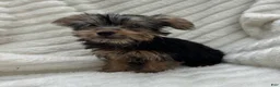 Yorkshire Terrier dogs for sale: Vinny - Ad 8
