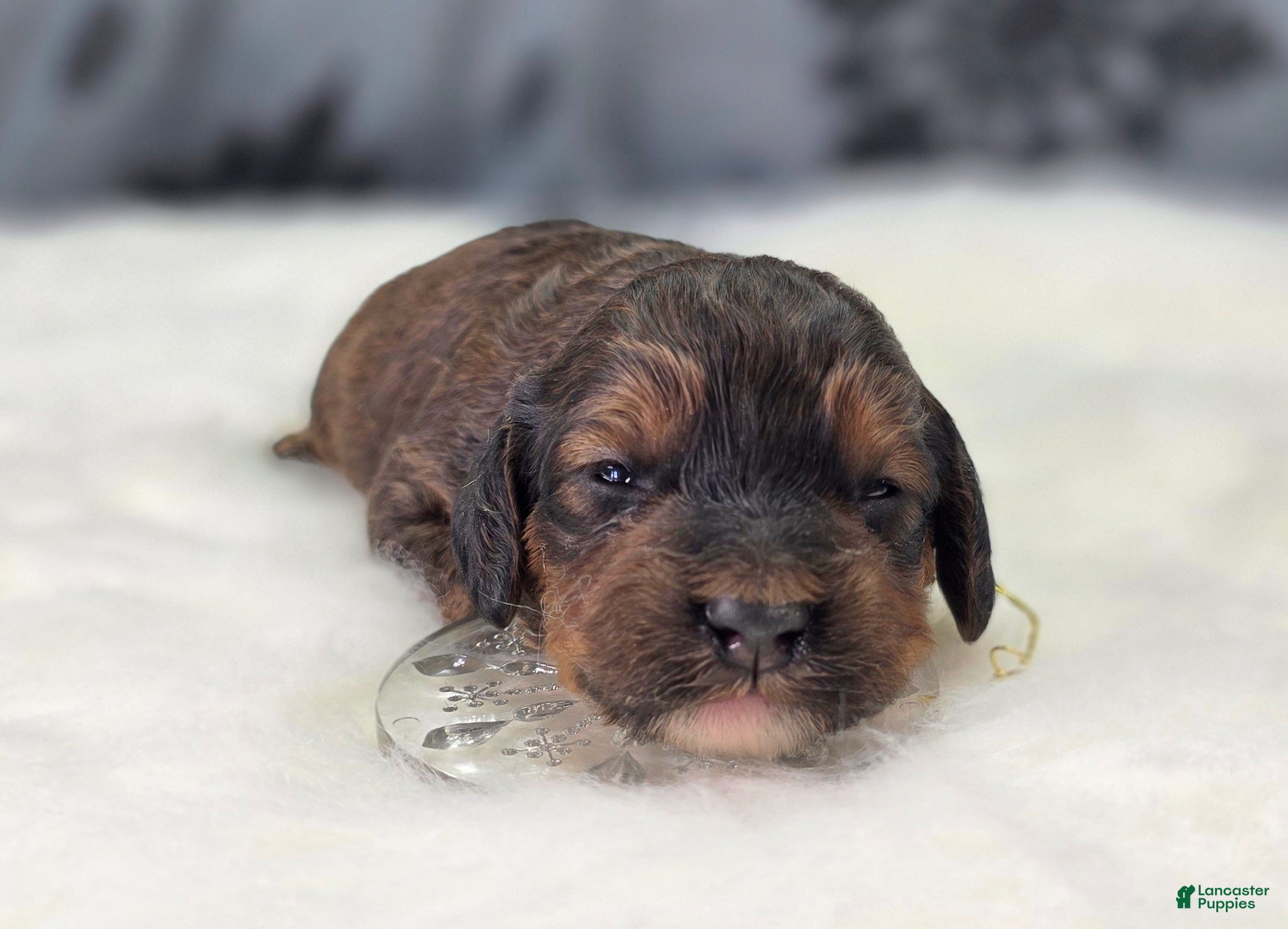 Cockapoo dogs Nebula - Ad 6