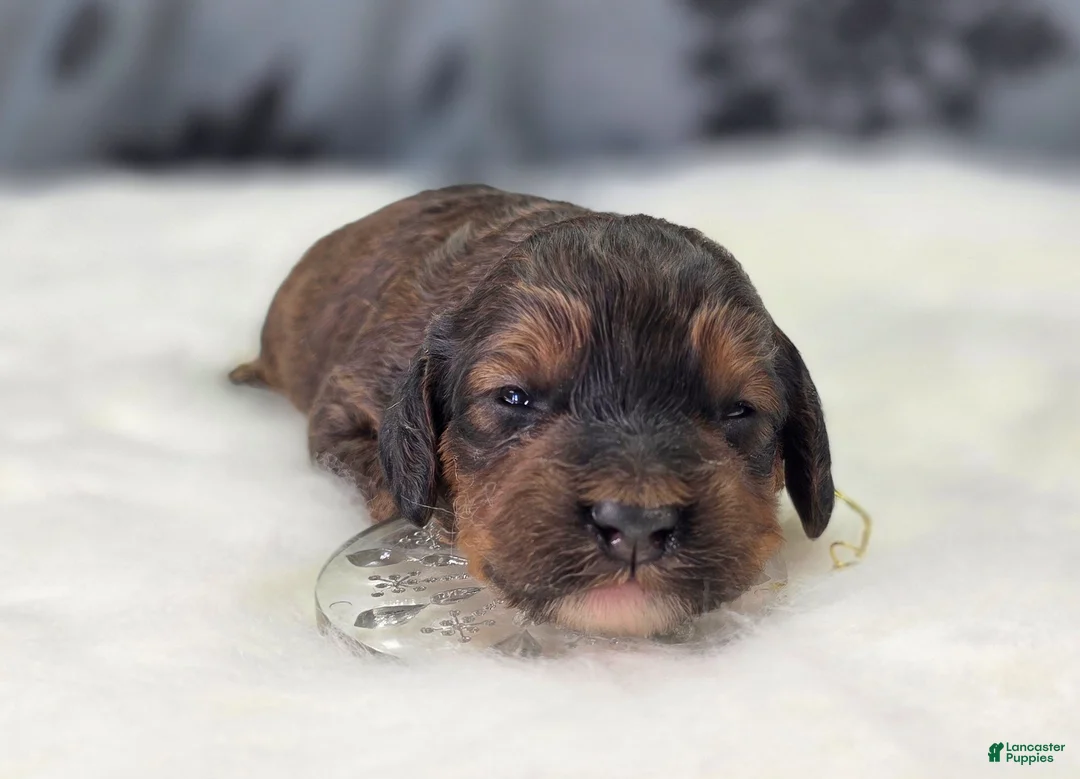 Cockapoo dogs for sale: Nebula - Ad 1