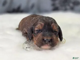 Cockapoo dogs Nebula - Ad 6