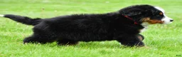 Bernese Mountain Dog dogs for sale: Ranger - Ad 9