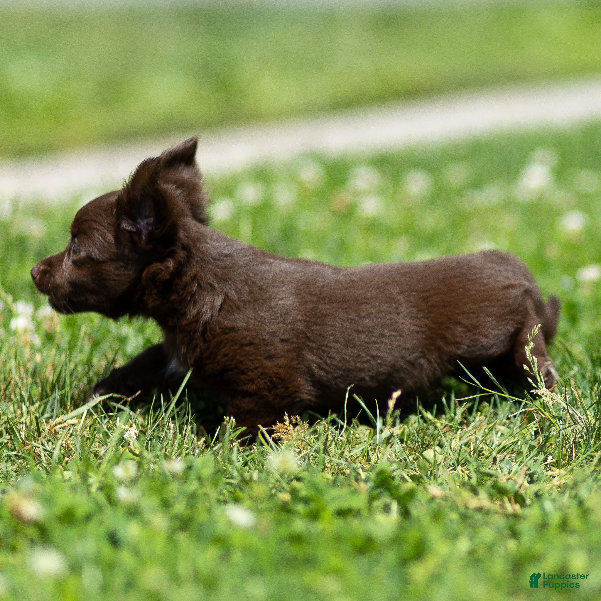 Chihuahua dogs Jolene Chihuahua Puppy  - Ad 2