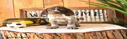 German Shorthaired Pointer dogs for sale: Bravo - Ad 1
