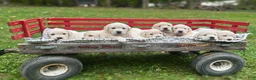 Golden Retriever dogs for sale: Jase - Ad 2