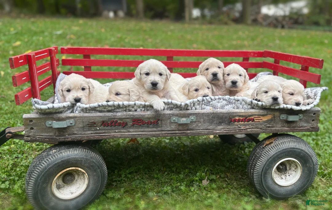 Golden Retriever dogs for sale: Jase - Ad 2