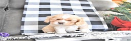 Cocker Spaniel dogs for sale: Merry - Ad 1
