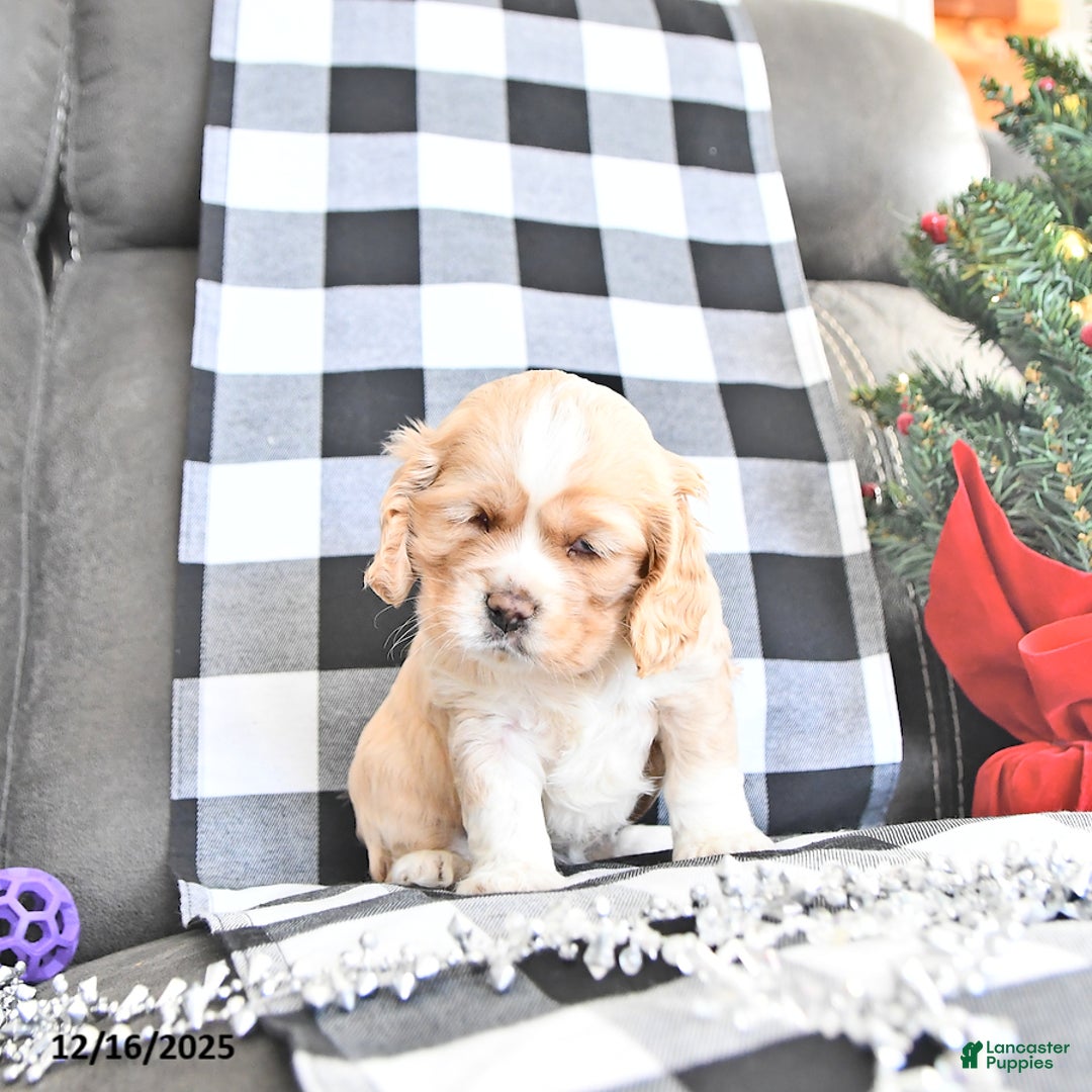 Cocker Spaniel dogs for sale: Merry - Ad 1