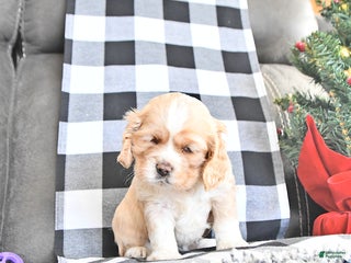 Cocker Spaniel dogs Merry - Ad 5