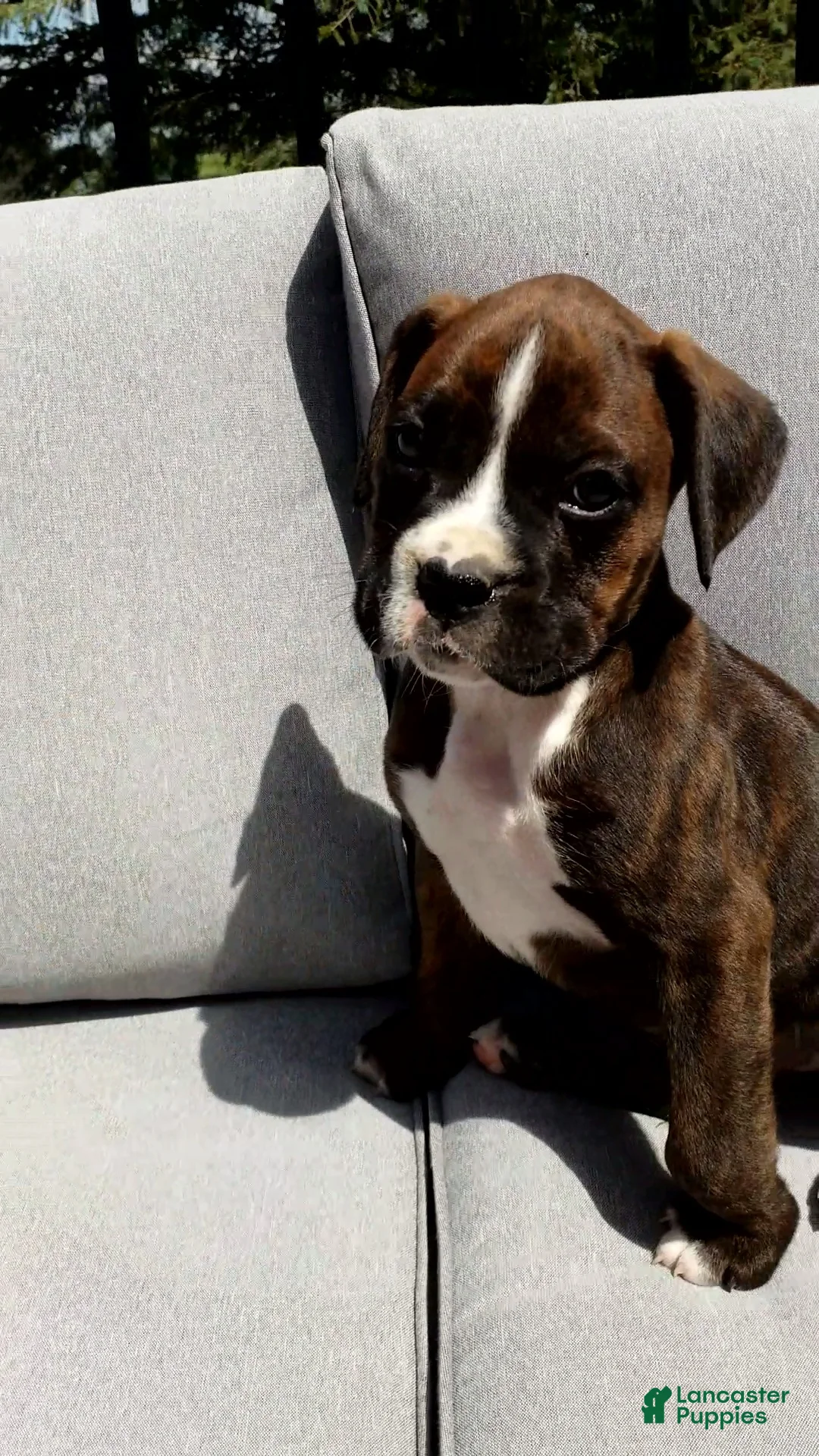 Boxer dogs for sale: Bentley - Ad 2