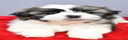 Shih Tzu dogs for sale: Rocket - Ad 8
