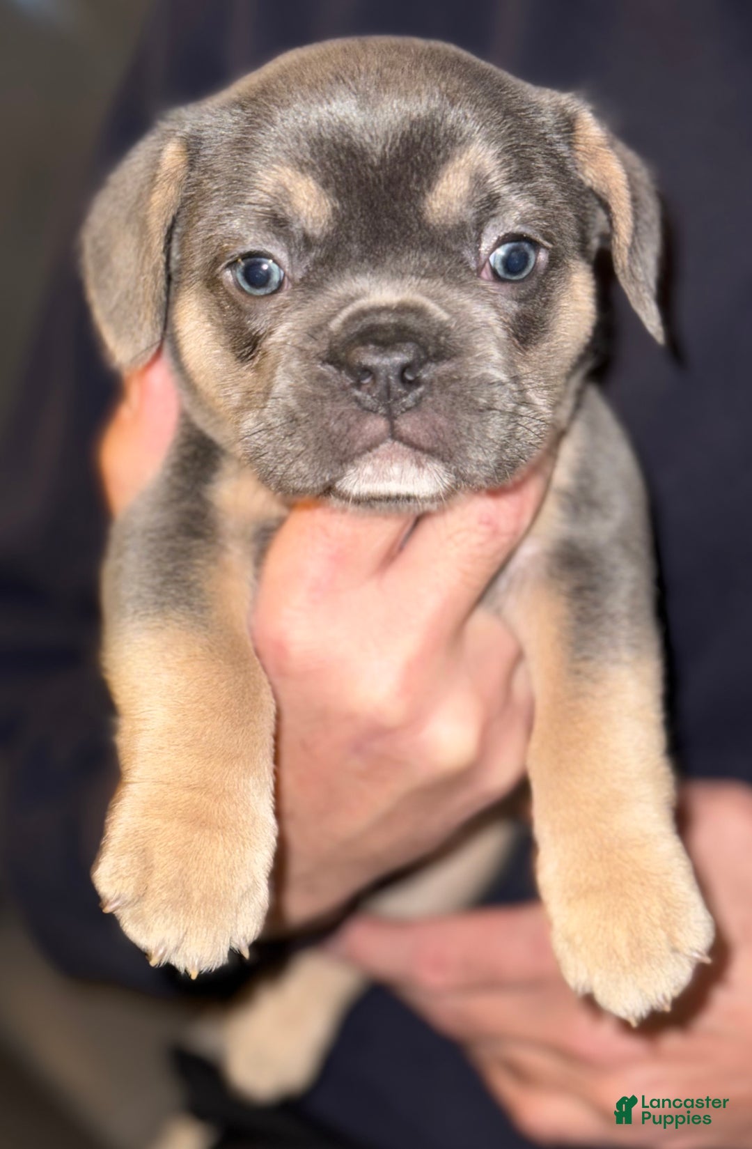 French Bulldog dogs for sale: French Bulldog Puppy 2 - Ad 1