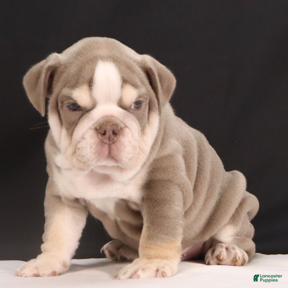 French Bulldog dogs  Titus - Ad 1