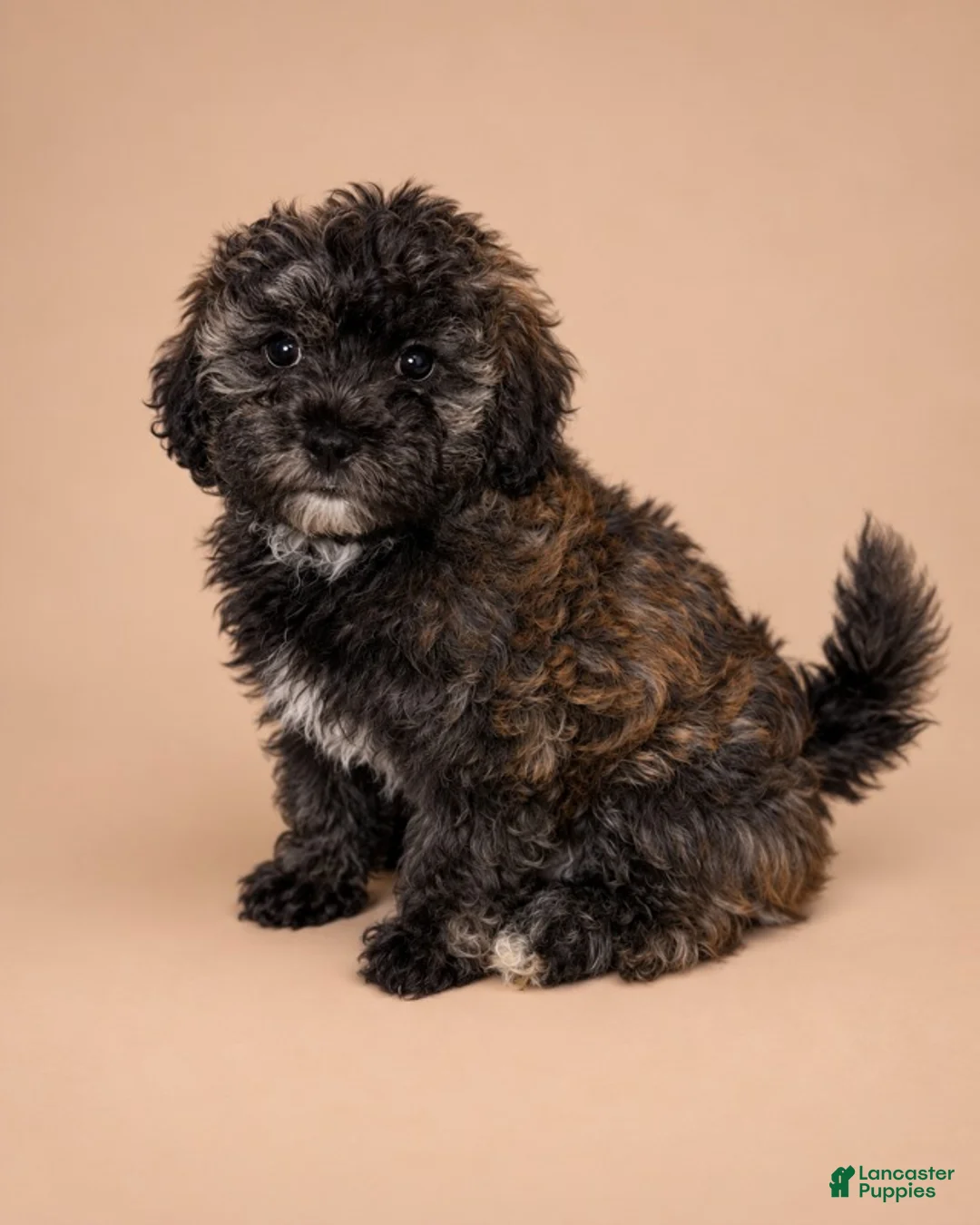 Shihpoo dogs for sale: Girl 1 - Ad 1