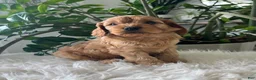 Cavapoo dogs for sale: Dexter - Ad 6