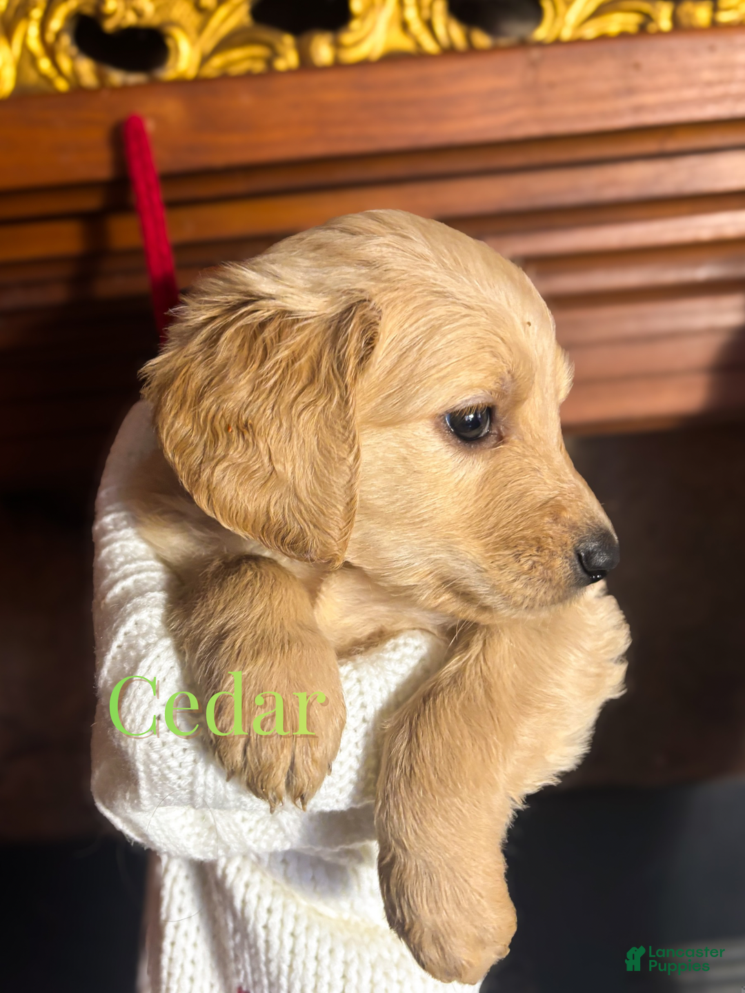 Goldendoodle dogs for sale: Cedar - Ad 3