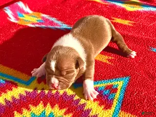 American Bully dogs American Bully Puppy 2 - Ad 37