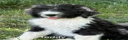 Bernedoodle dogs for sale: Bernedoodle Puppy 1 - Ad 1