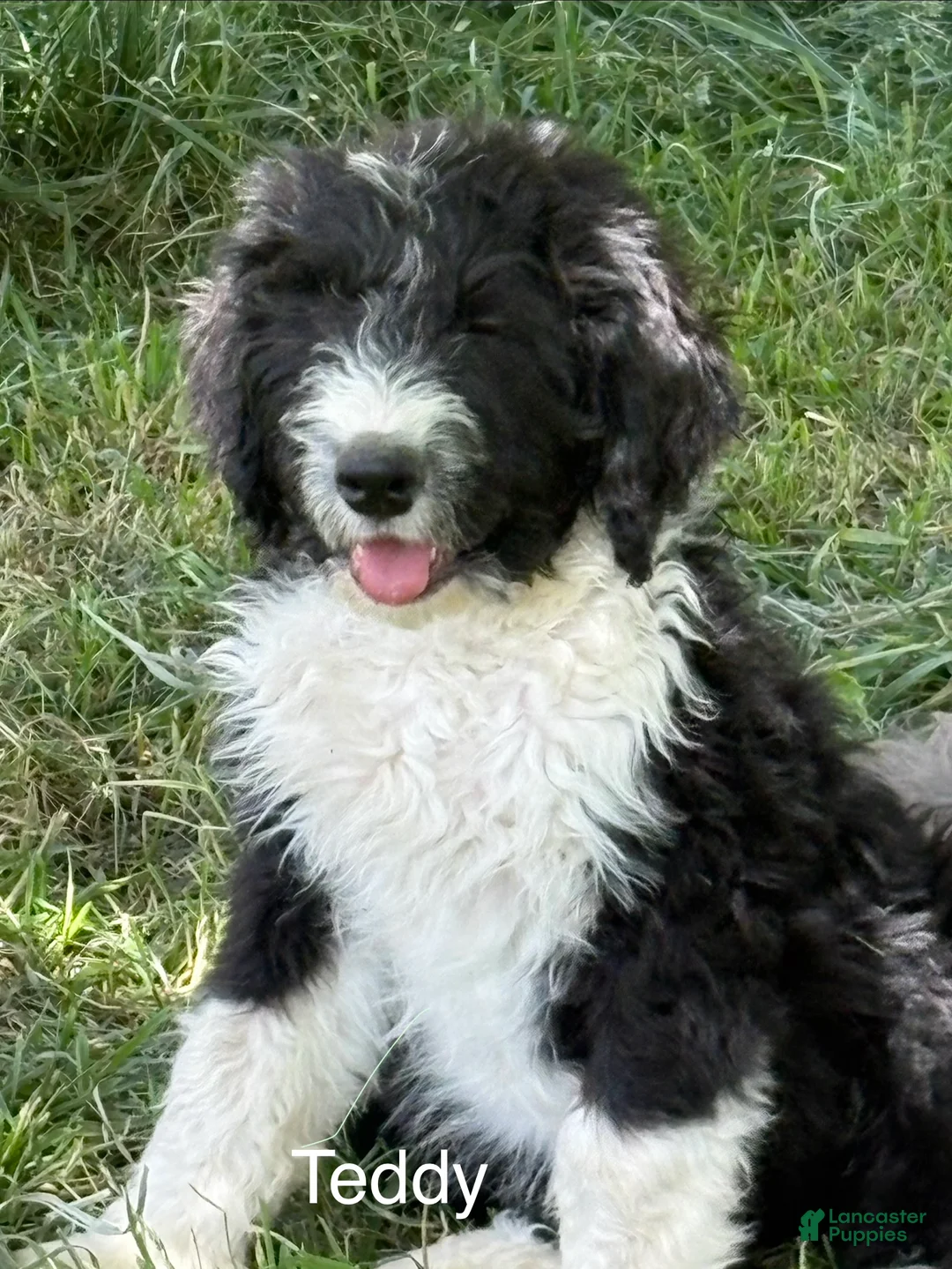 Bernedoodle dogs for sale: Bernedoodle Puppy 1 - Ad 1