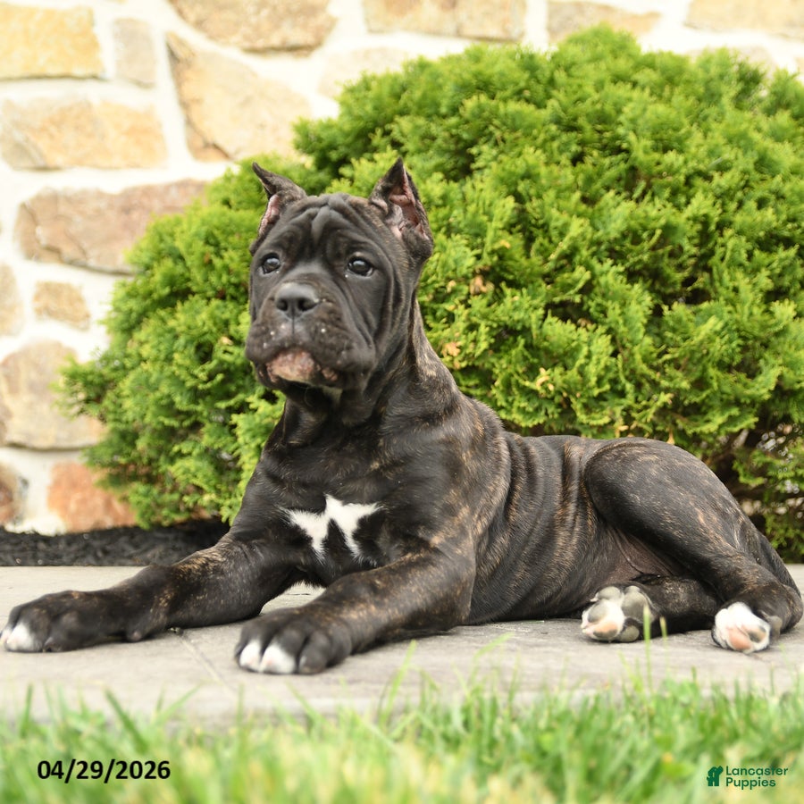 Cane Corso dogs Tilly - Ad 1
