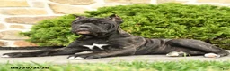 Cane Corso dogs for sale: Tilly - Ad 1