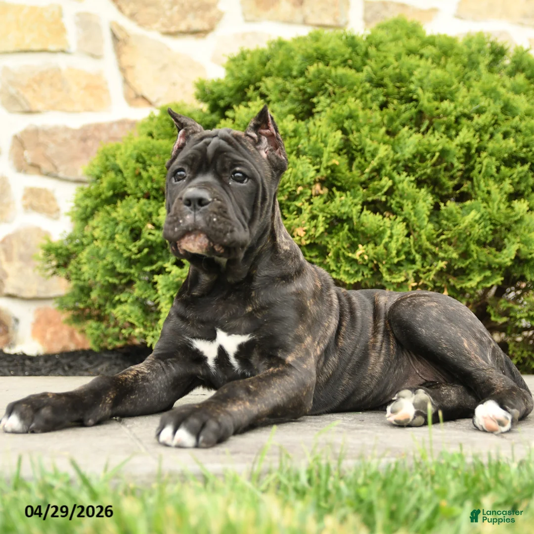 Cane Corso dogs for sale: Tilly - Ad 1