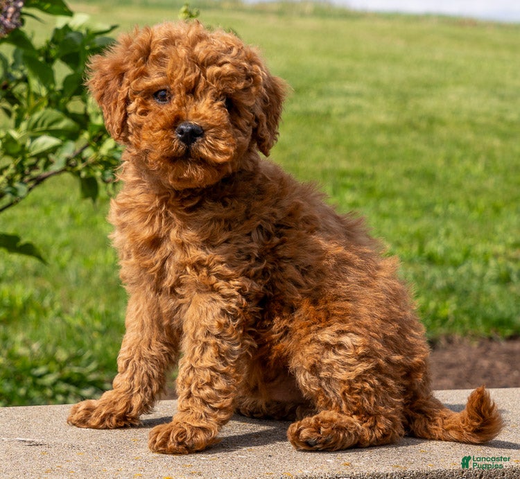 Mini Goldendoodle dogs for sale: Willie - Ad 3