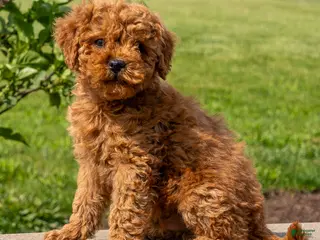 Mini Goldendoodle dogs for sale: Willie - Ad 3