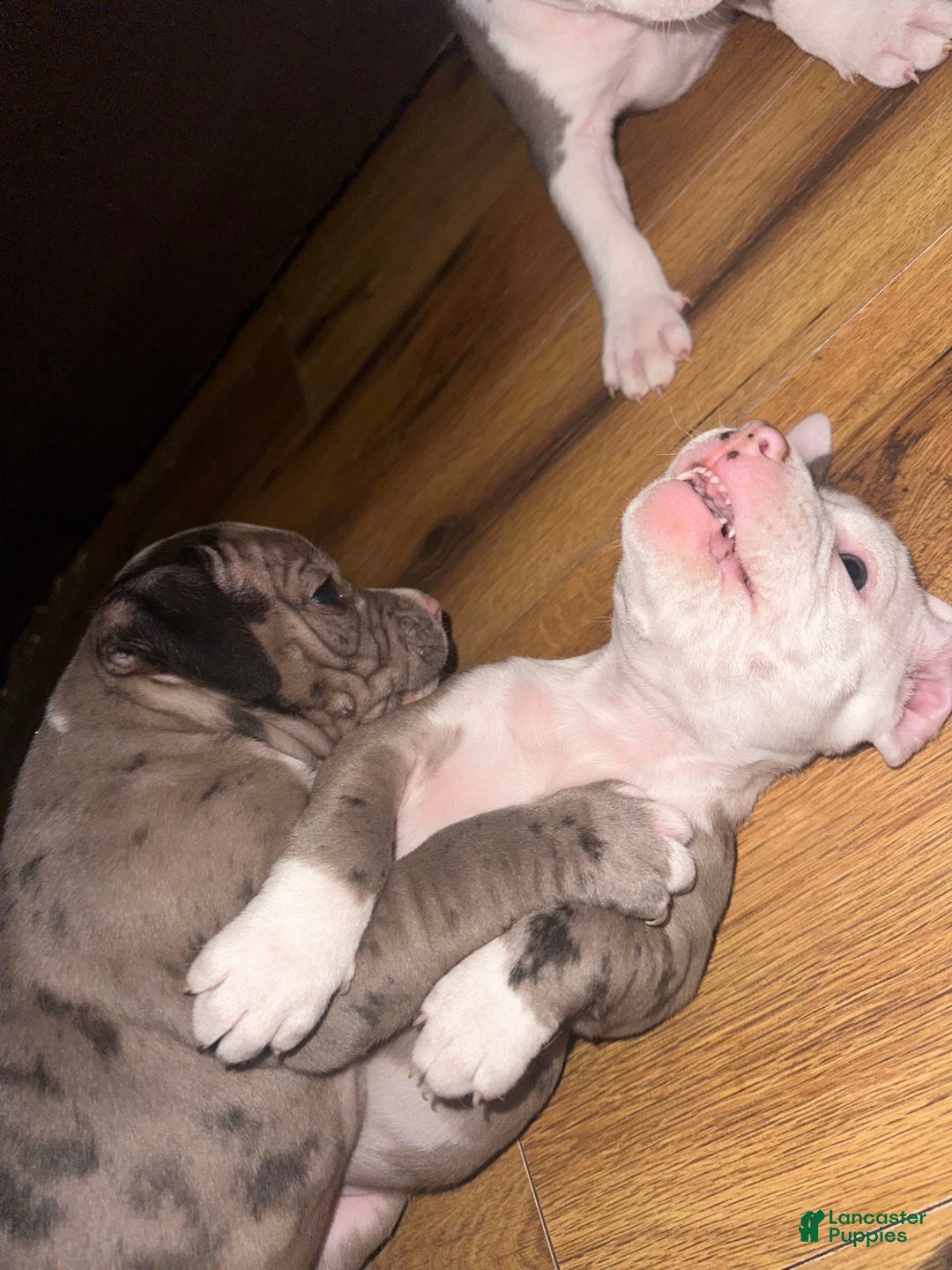 Gallery Image {{count}}