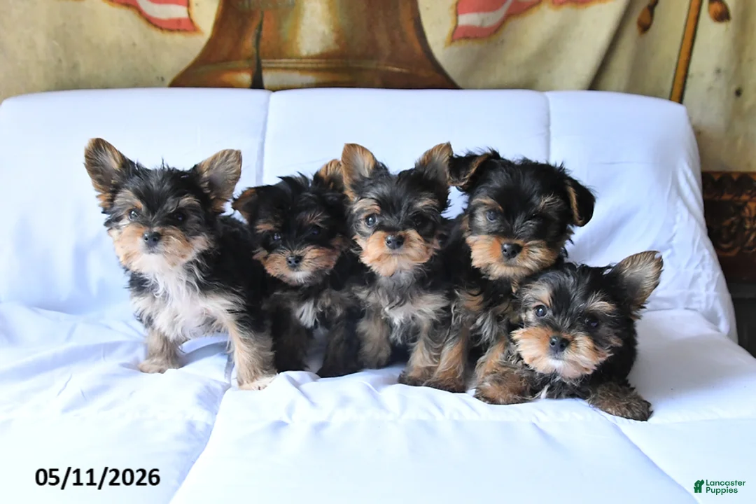 Yorkshire Terrier dogs for sale: Rosie - Ad 5
