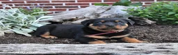 Rottweiler dogs for sale: Bailey - Ad 3