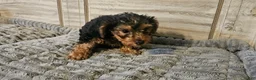 Yorkshire Terrier dogs for sale: Yorkshire Terrier Puppy 4 - Ad 1