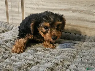 Yorkshire Terrier dogs for sale: Yorkshire Terrier Puppy 4 - Ad 3