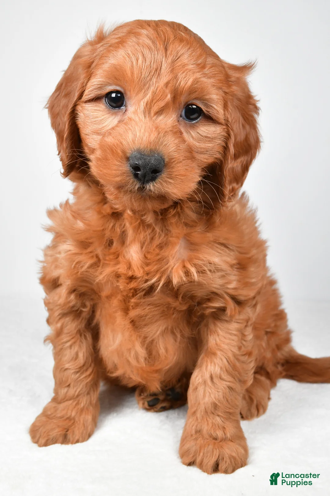 Mini Goldendoodle dogs for sale: Colton - Ad 1