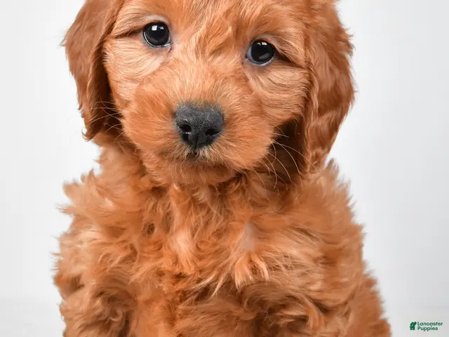 Mini Goldendoodle dogs for sale: Colton - Ad 1