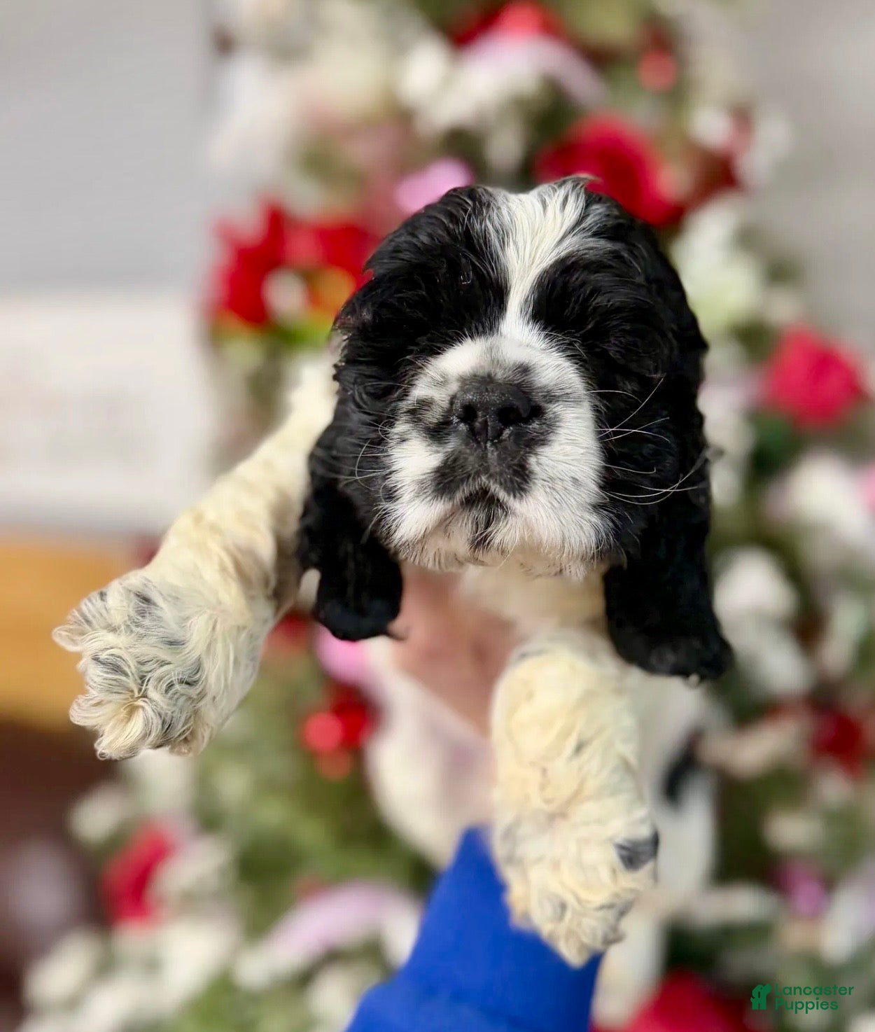 Cocker Spaniel dogs Cocker Spaniel Puppy 1 - Ad 28